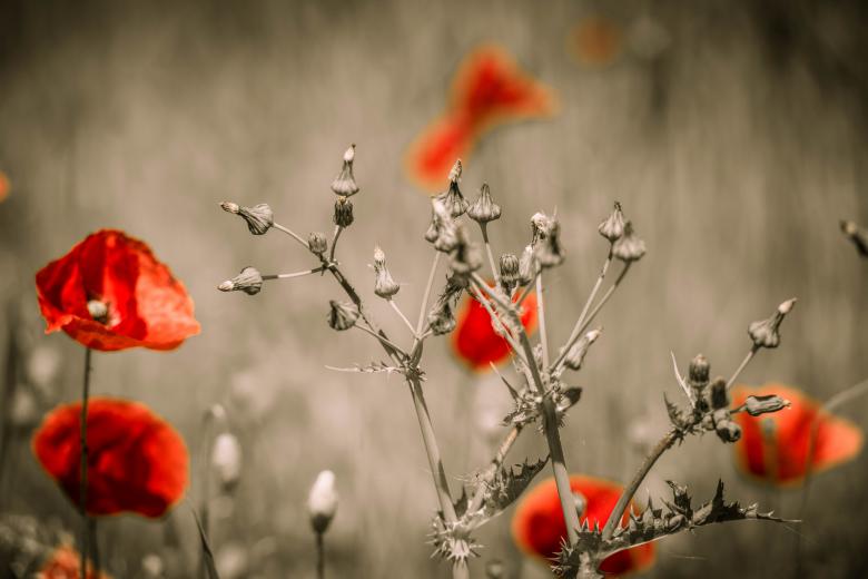 Free stock image of Flowers created by Pixabay