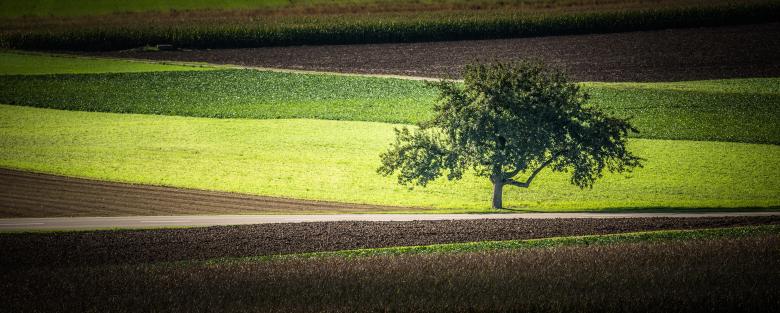 Free stock image of Lonely Tree created by Pixabay