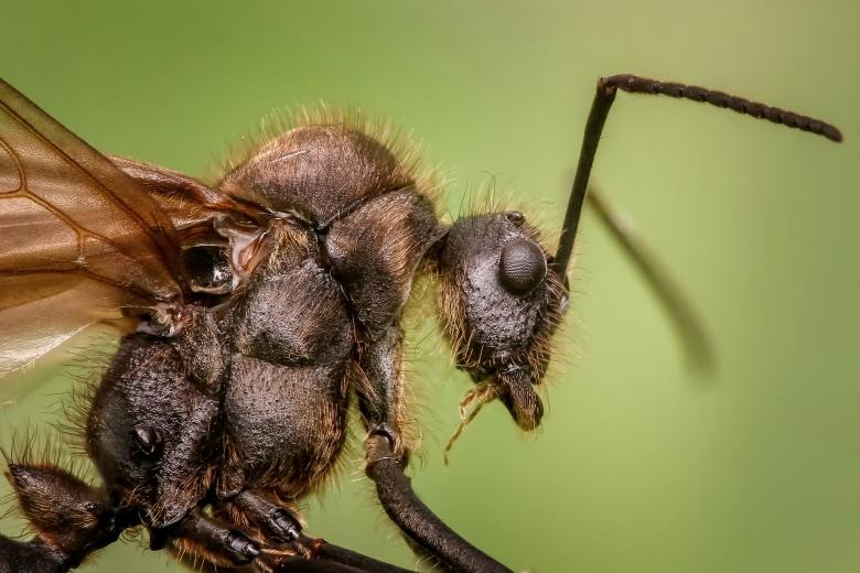 Free stock image of Ant Macro created by Pixabay