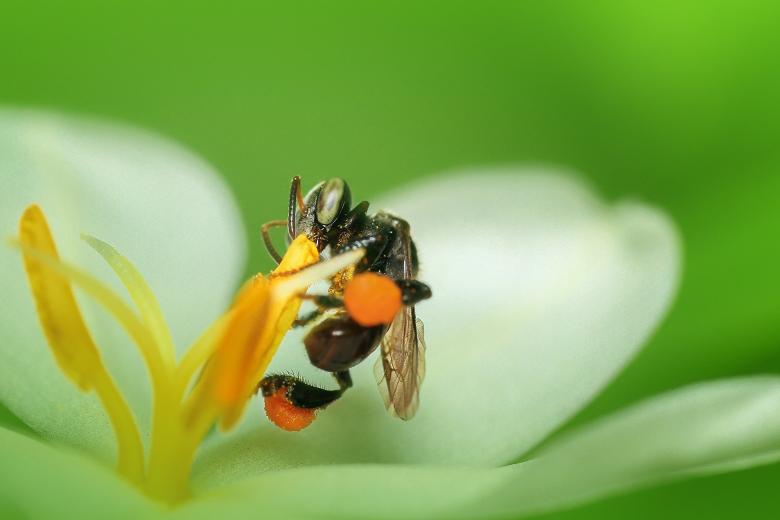 Free stock image of Bee Macro created by Pixabay