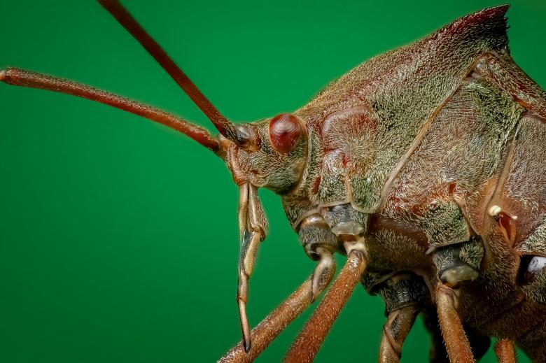 Free stock image of Bug created by Pixabay