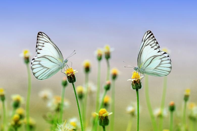 Free stock image of Blue Butterflies created by Pixabay