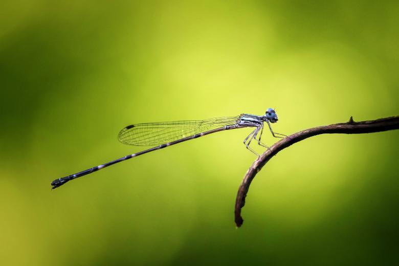 Free stock image of Damselfly created by Pixabay