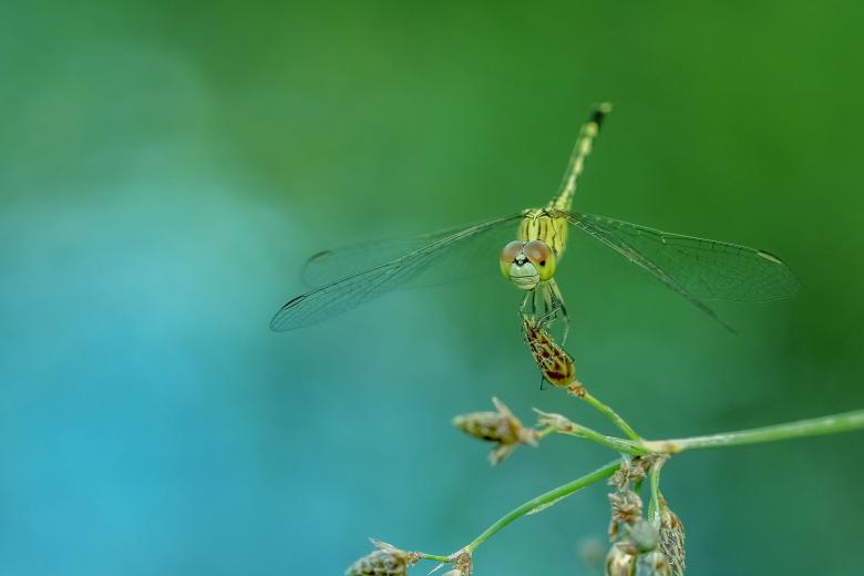 Free stock image of Wild created by Pixabay