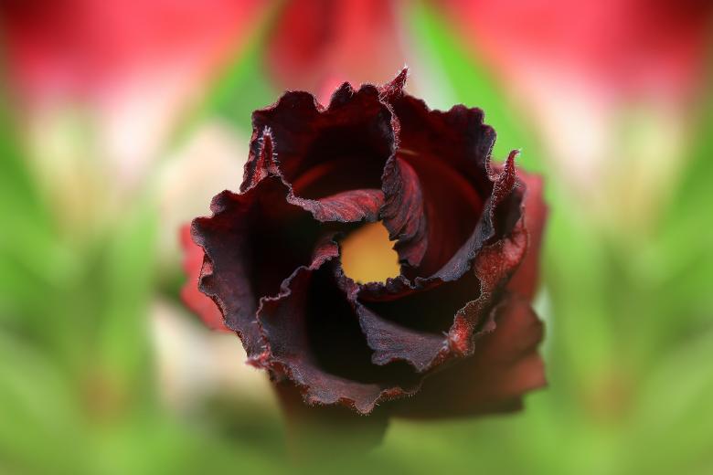 Free stock image of Maroon created by Pixabay