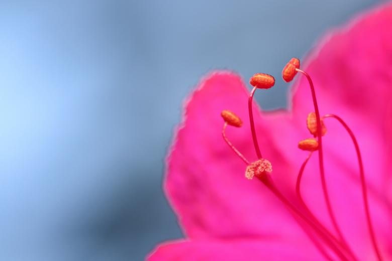 Free stock image of Flower created by Pixabay