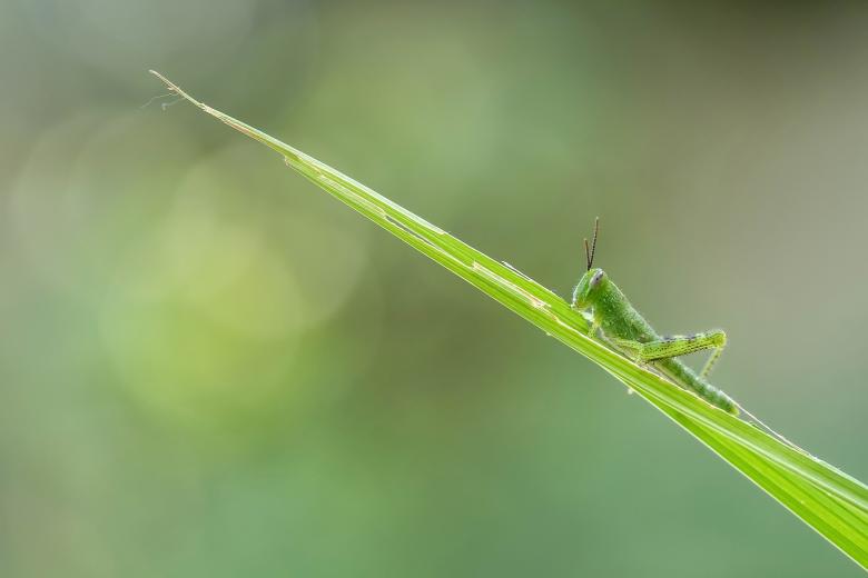 Free stock image of Green created by Pixabay