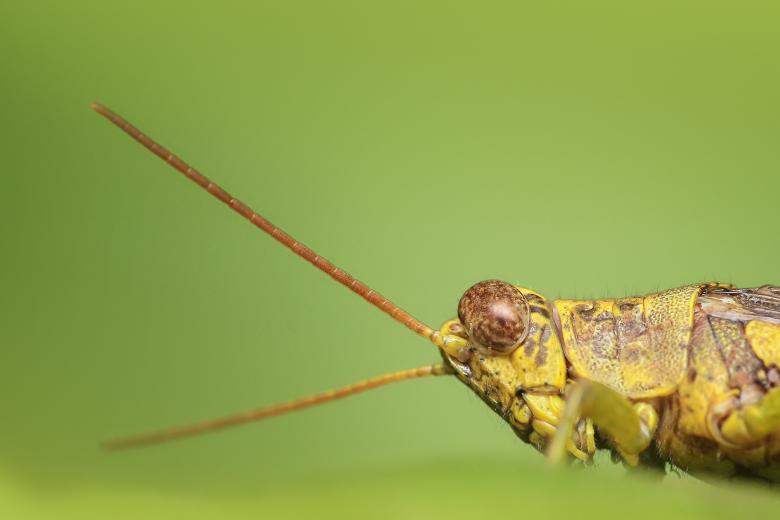 Free stock image of Close up created by Pixabay