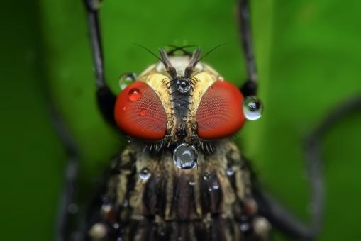 Housefly - Free Stock Photo