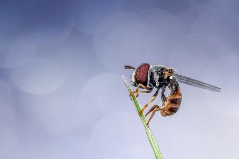 Free stock image of Hoverfly created by Pixabay
