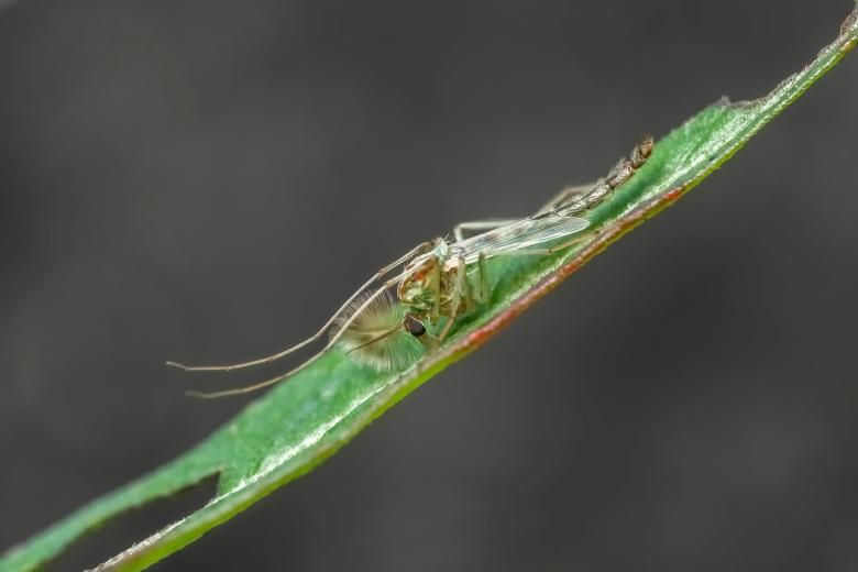 Free stock image of Creature created by Pixabay