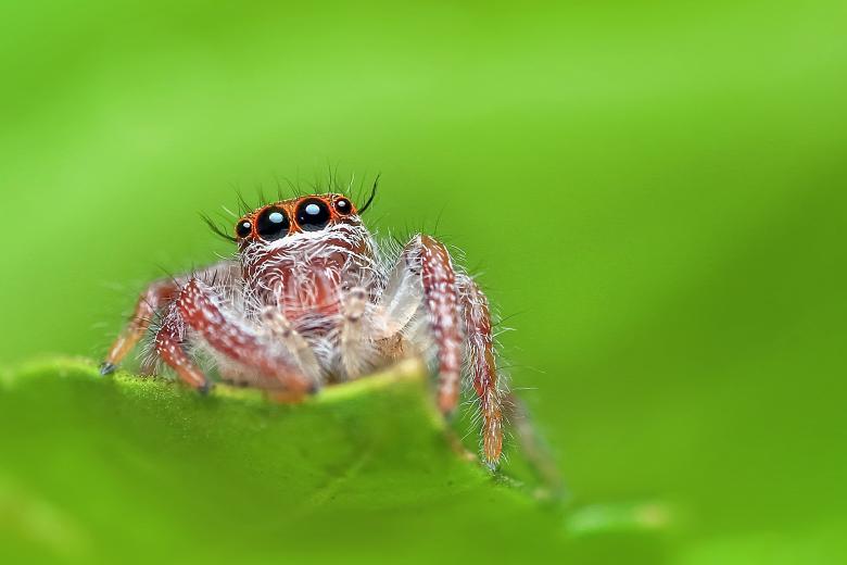 Free stock image of Tiny  created by Pixabay