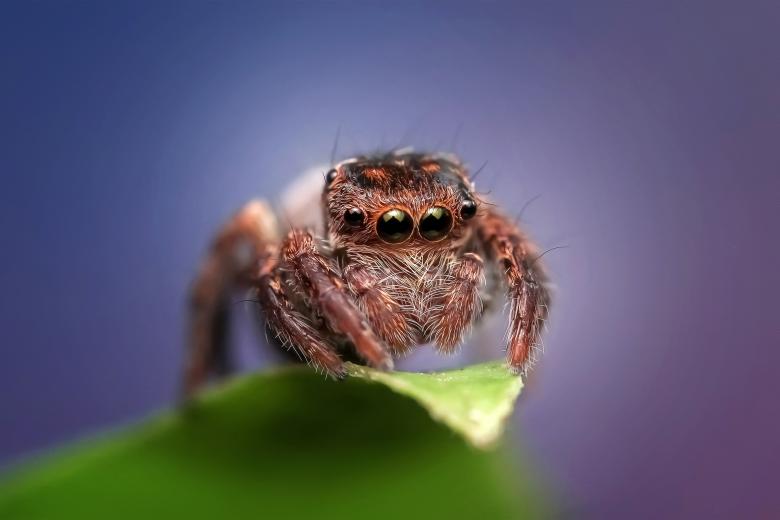 Free stock image of Jumping Spider created by Pixabay