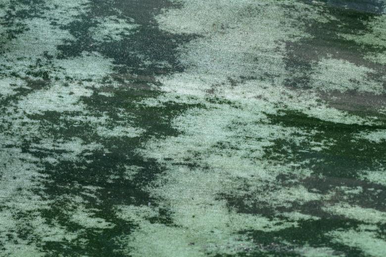 Free stock image of Leaf  created by Pixabay