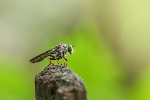 Taking Aim - Free Stock Photo