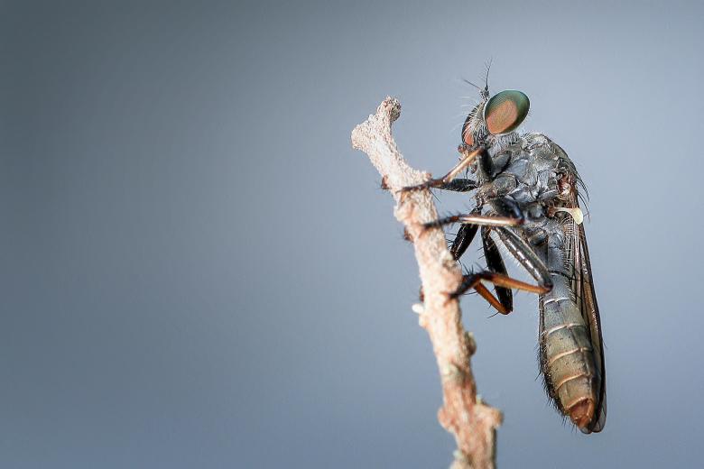 Free stock image of Robberfly created by Pixabay