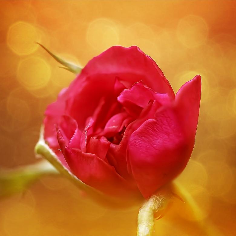 Free stock image of Rose created by Pixabay