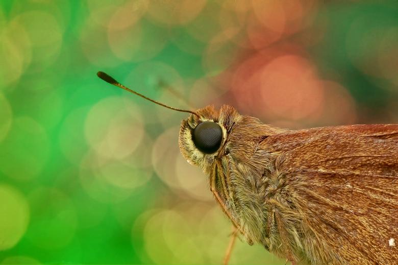 Free stock image of Skipper created by Pixabay