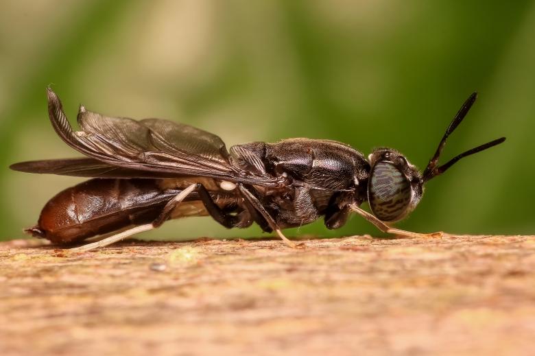 Free stock image of Soldier Fly created by Pixabay