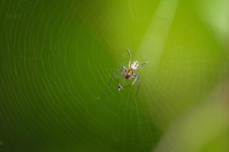 Free stock image of Spider Web created by Pixabay