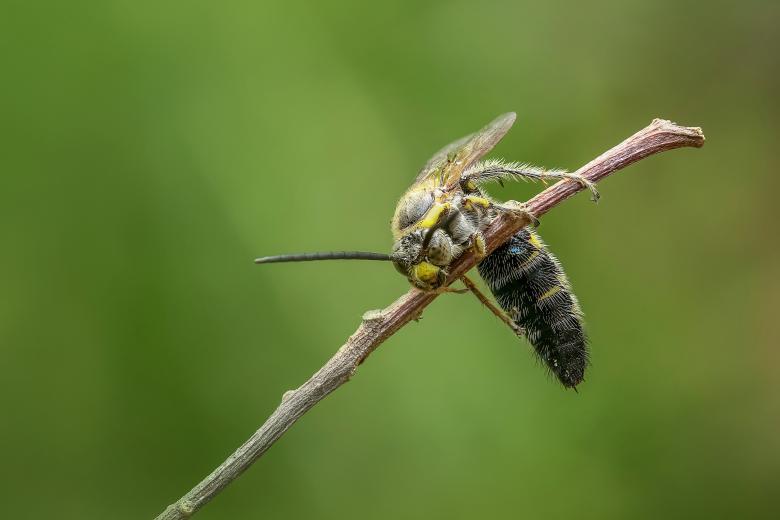 Free stock image of Wasp created by Pixabay
