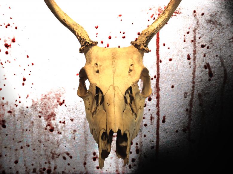 Free stock image of Animal skull created by David M