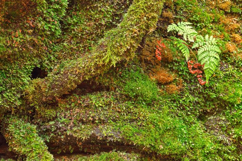 Free stock image of Moss Hysteria - HDR created by Nicolas Raymond