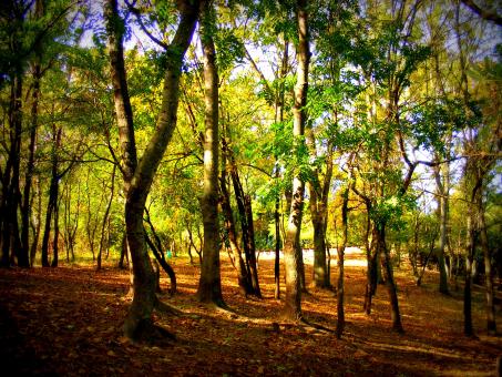 Free Stock Photo of Woods