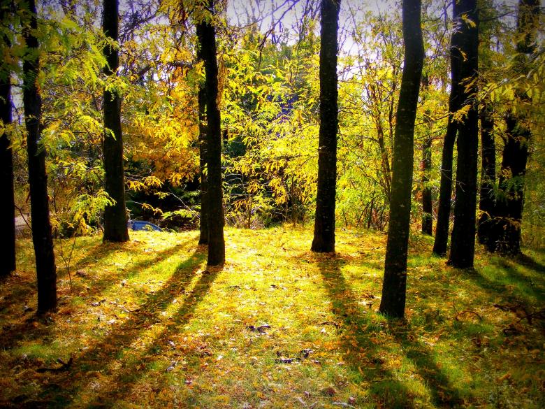 Free stock image of Colors of Nature created by Pixabay