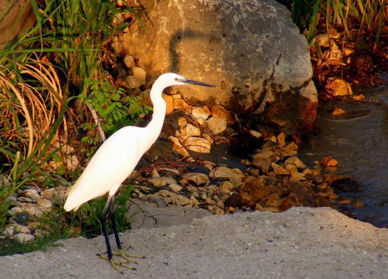 Free stock image of White Bird created by Pixabay