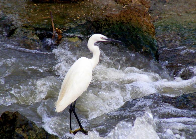 Free stock image of White Bird created by Pixabay