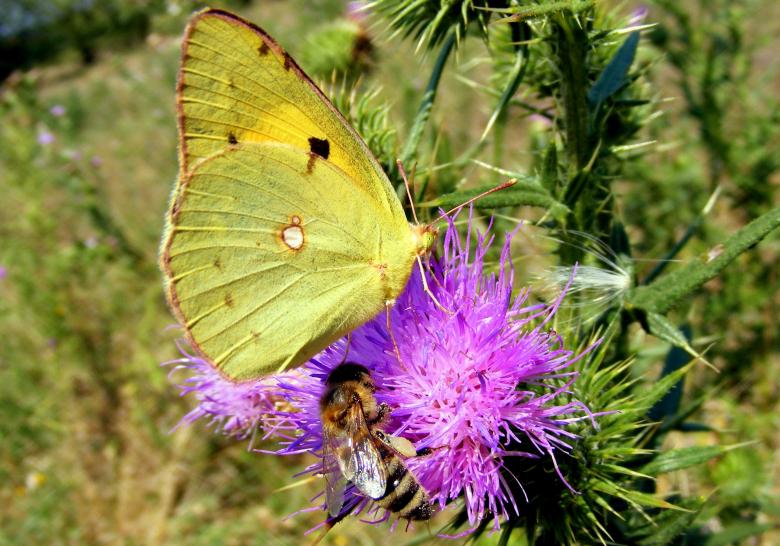 Free stock image of Brimstone Butterfly created by Pixabay