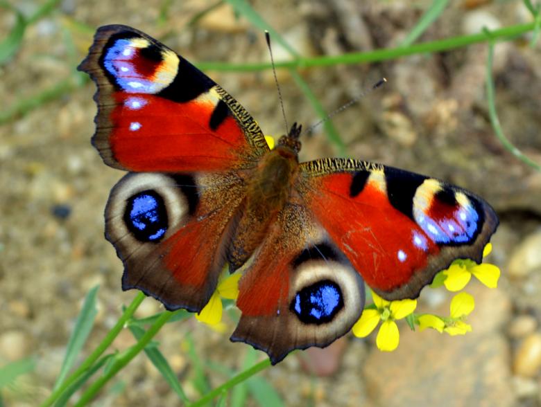 Free stock image of Art of Nature created by Pixabay