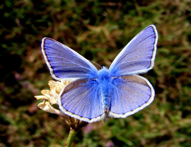 Free stock image of Blue Butterfly created by Pixabay
