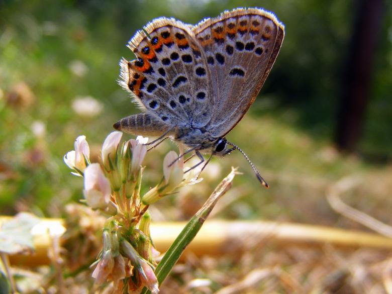 Free stock image of Brown and Orange Butterfly created by Pixabay