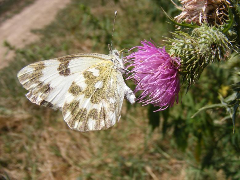 Free stock image of White Butterfly created by Pixabay