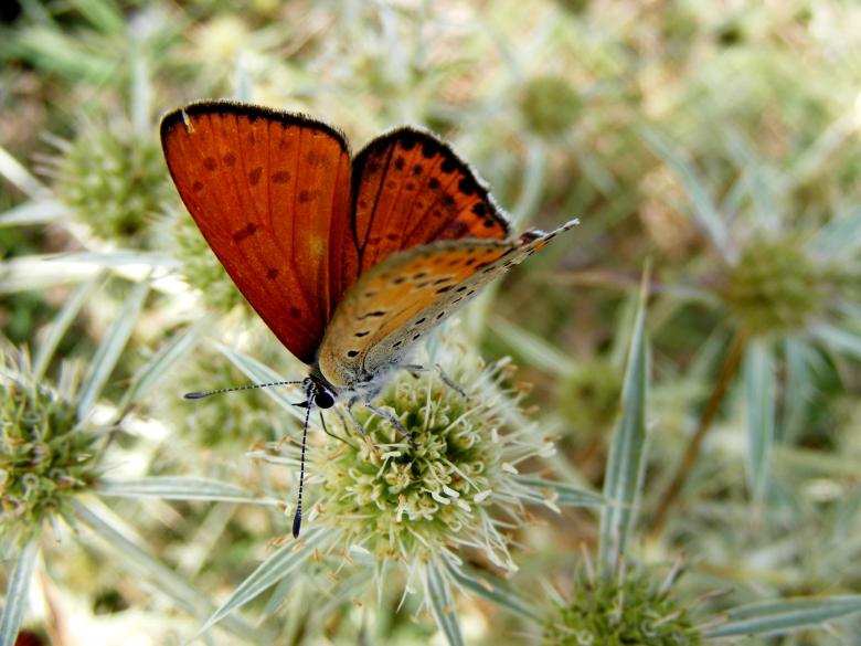Free stock image of Orange Colored Butterfly created by Pixabay