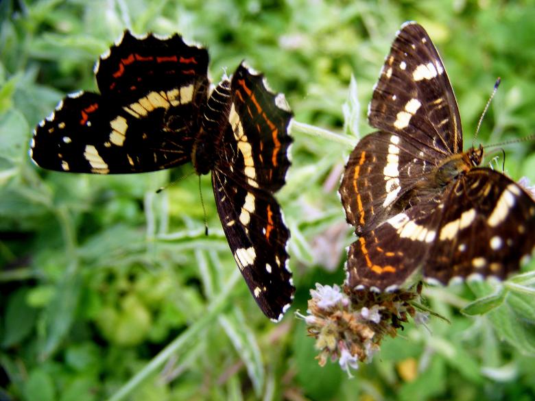 Free stock image of Wild Butterflies created by Pixabay