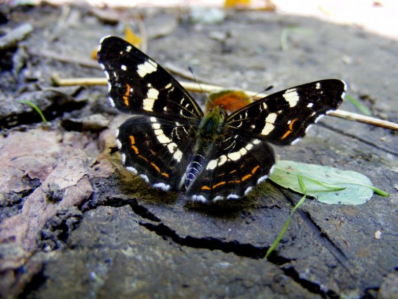 Free stock image of Dark Butterfly created by Pixabay