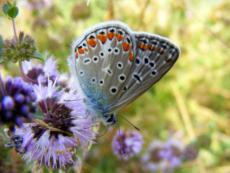 Free stock image of Silver Butterfly created by Pixabay