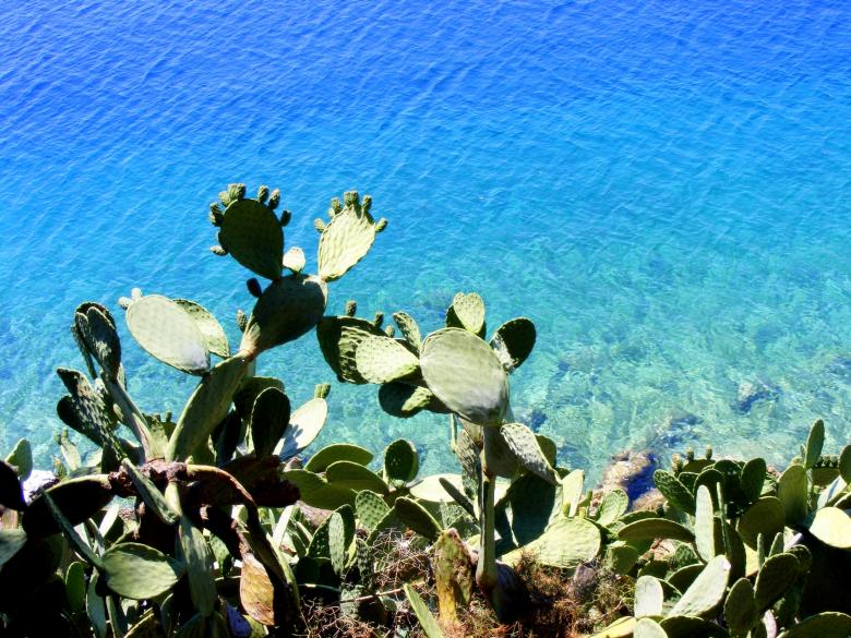 Free stock image of Cactus on the Shore created by Pixabay