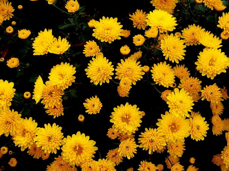 Free stock image of Chrysanthemums created by Pixabay