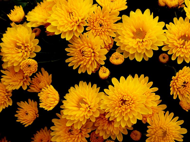 Free stock image of Chrysanthemums created by Pixabay