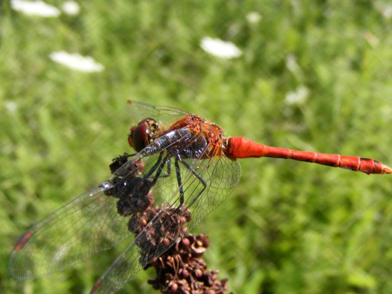 Free stock image of Dragonfly created by Pixabay