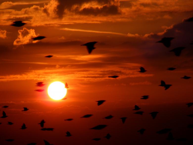 Free stock image of Birds Flying created by Pixabay