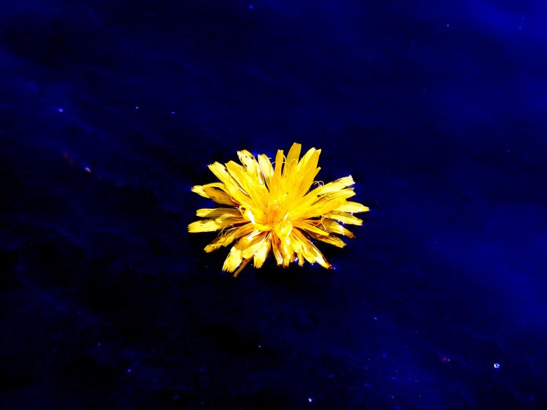 Free stock image of Yellow Flower created by Pixabay