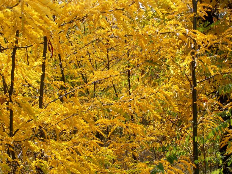 Free stock image of Forest created by Pixabay