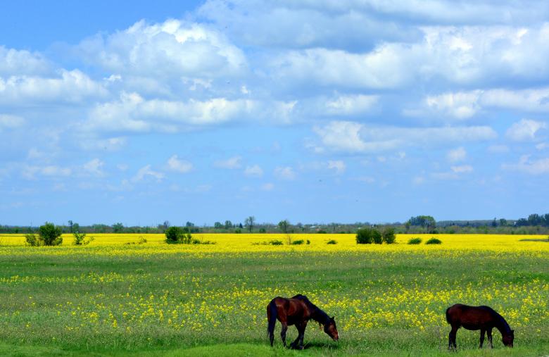 Free stock image of Horses Feeding created by Pixabay