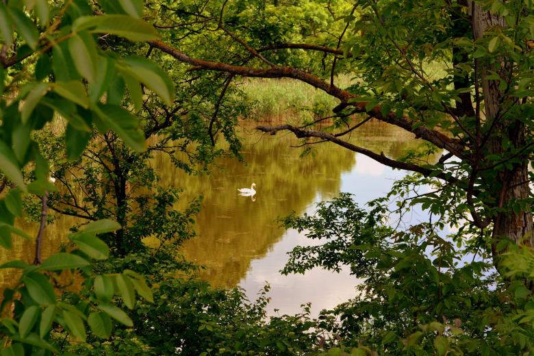 Free stock image of Duck in the River created by Pixabay