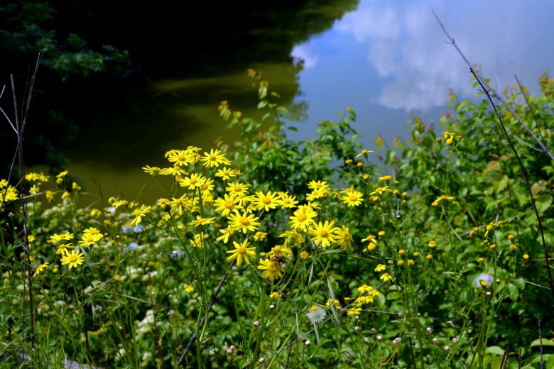 Free stock image of Yellow Flowers created by Pixabay